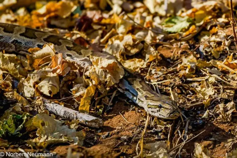 Botswana, Chobe-Nationalpark