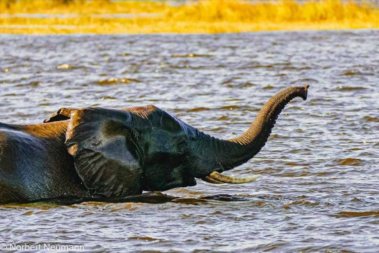 Botswana, Chobe-Nationalpark