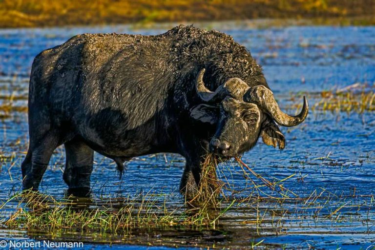 Botswana, Chobe-Nationalpark