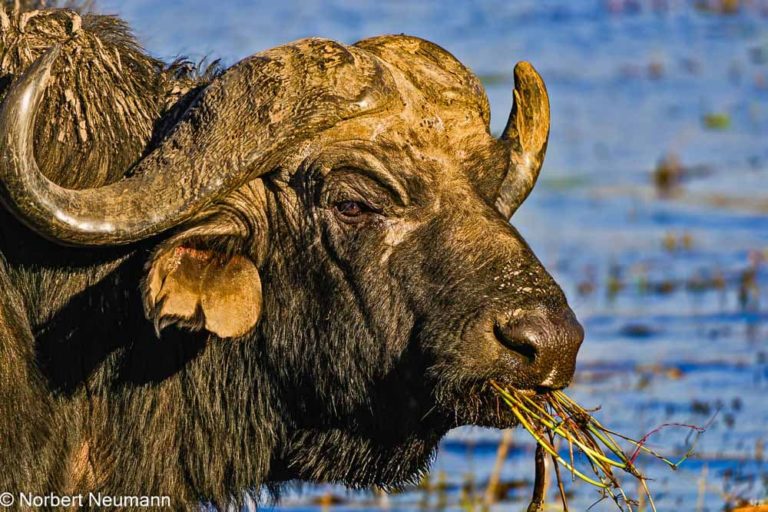 Botswana, Chobe-Nationalpark