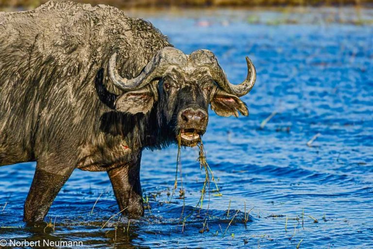 Botswana, Chobe-Nationalpark