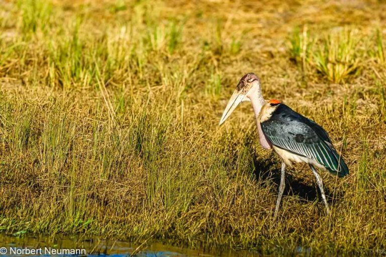 Botswana, Chobe-Nationalpark