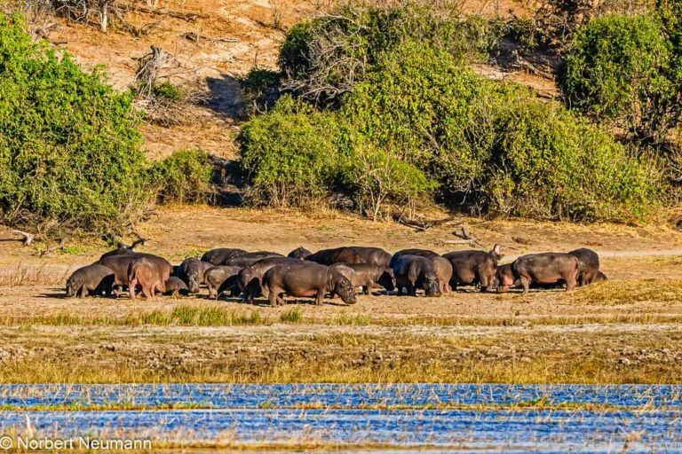 Botswana, Chobe-Nationalpark