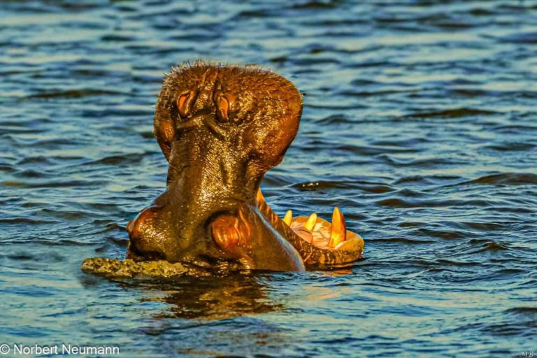 Botswana, Chobe-Nationalpark