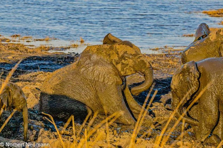 Botswana, Chobe-Nationalpark