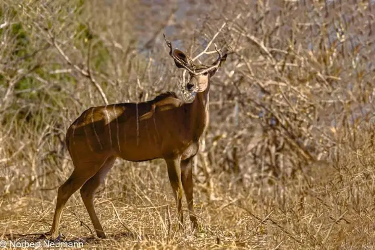 Botswana, Chobe-Nationalpark