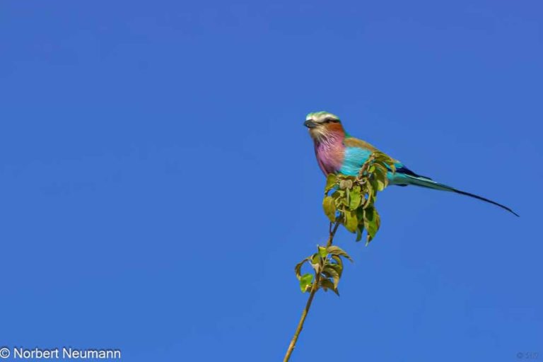 Botswana, Chobe-Nationalpark
