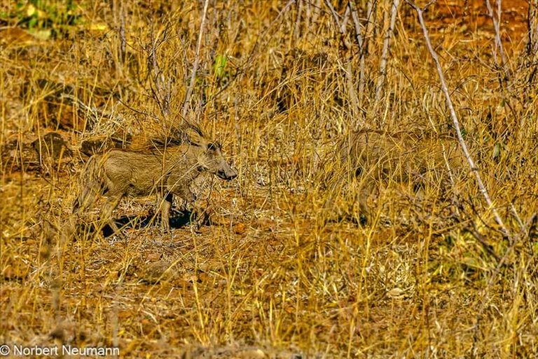 Botswana, Chobe-Nationalpark