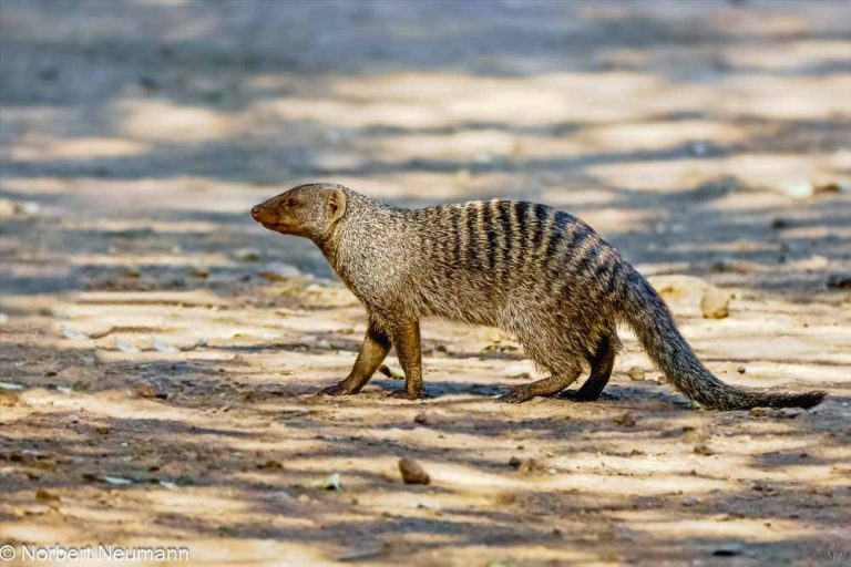 Botswana, Chobe-Nationalpark