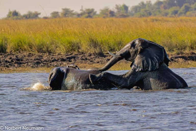 Botswana, Chobe-Nationalpark