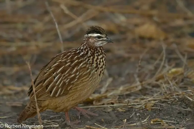 Botswana, Chobe-Nationalpark