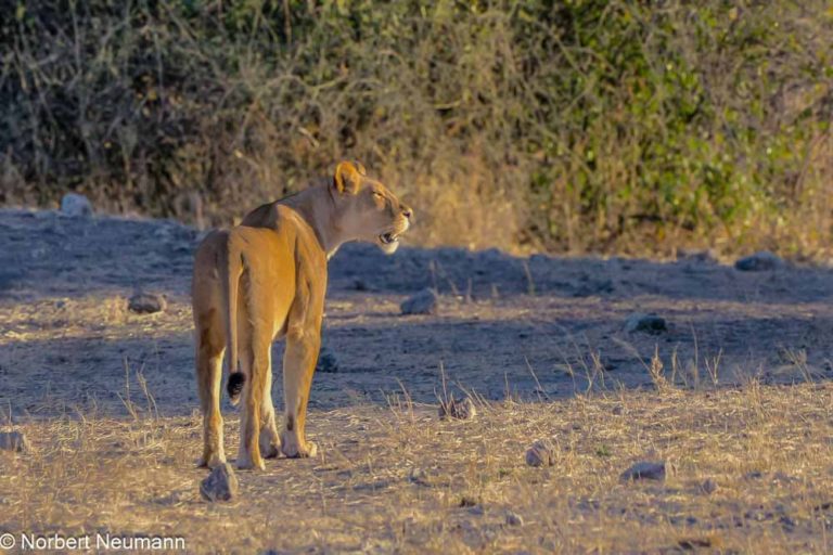 Botswana, Chobe-Nationalpark