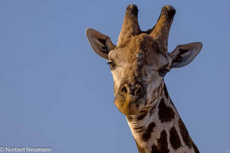 Botswana, Chobe-Nationalpark