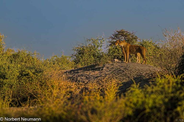 Botswana, Chobe-Nationalpark