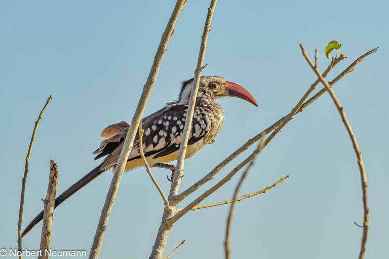 afrika_botswana_chobe_nationalpark_l8