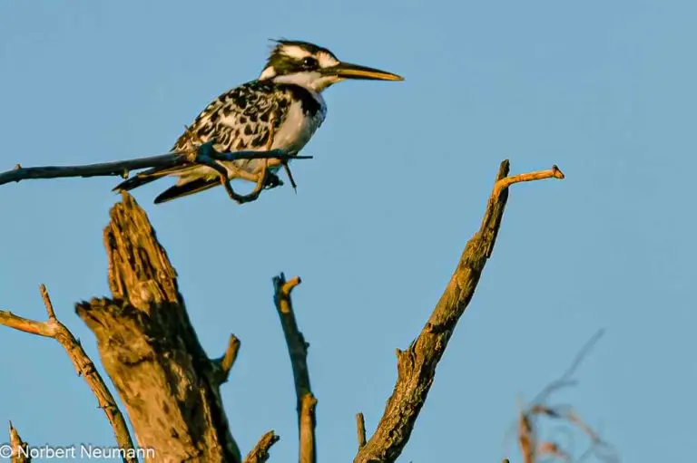 Simbabwe, Bootsfahrt mit Ra-Ikane auf dem Sambesi