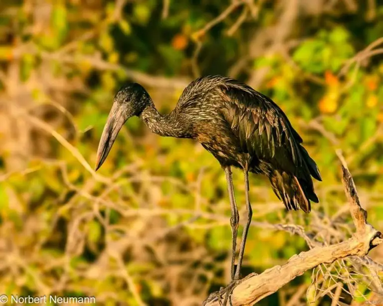 Simbabwe, Bootsfahrt mit Ra-Ikane auf dem Sambesi
