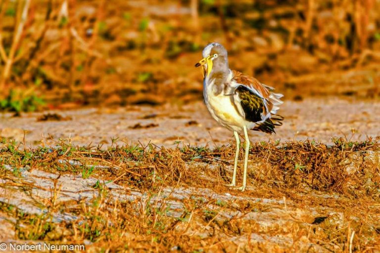 Simbabwe, Bootsfahrt mit Ra-Ikane auf dem Sambesi