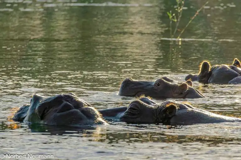 Simbabwe, Bootsfahrt mit Ra-Ikane auf dem Sambesi