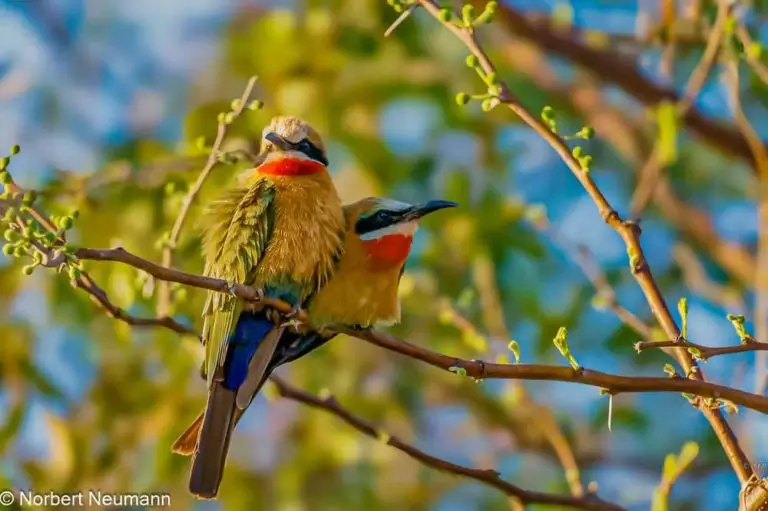 Simbabwe, Bootsfahrt mit Ra-Ikane auf dem Sambesi