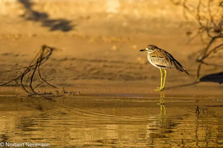 Simbabwe, Bootsfahrt mit Ra-Ikane auf dem Sambesi