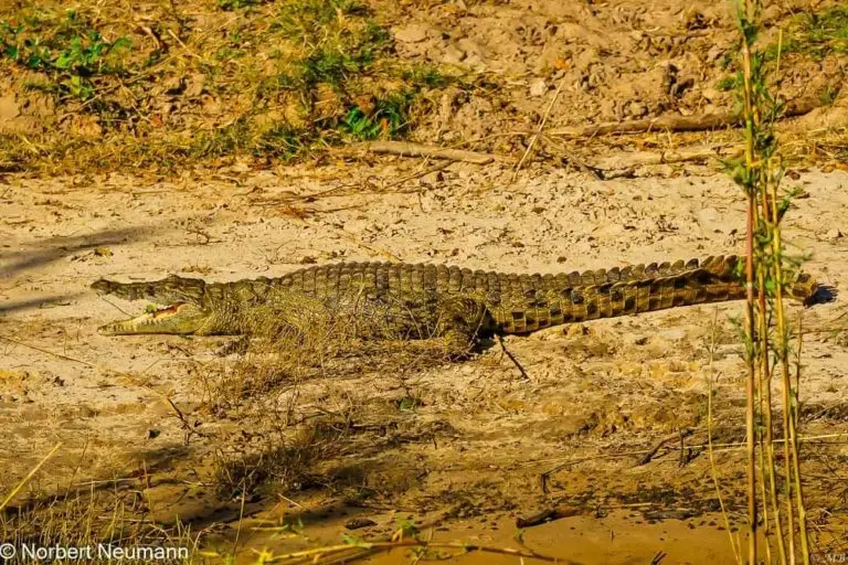Simbabwe, Bootsfahrt mit Ra-Ikane auf dem Sambesi
