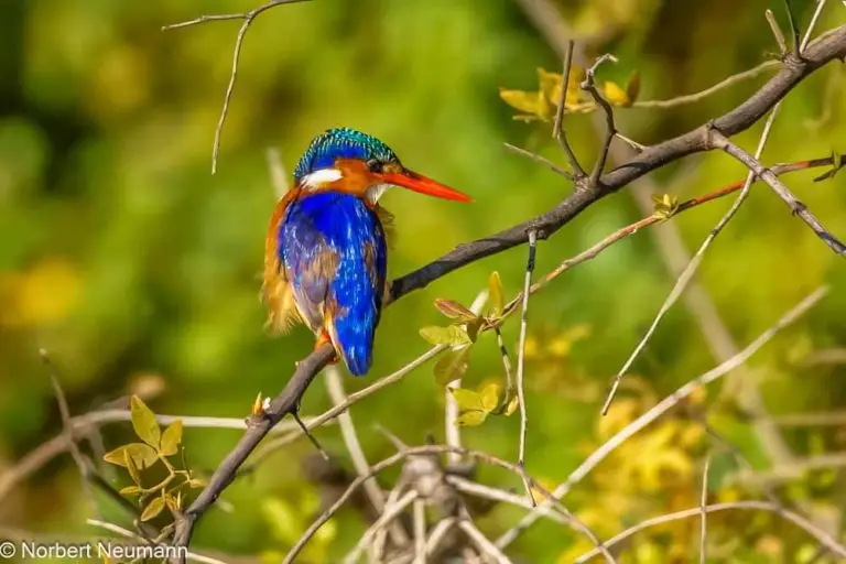 Simbabwe, Bootsfahrt mit Ra-Ikane auf dem Sambesi