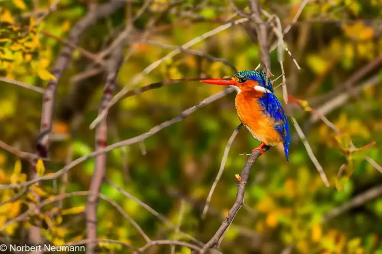Simbabwe, Bootsfahrt mit Ra-Ikane auf dem Sambesi