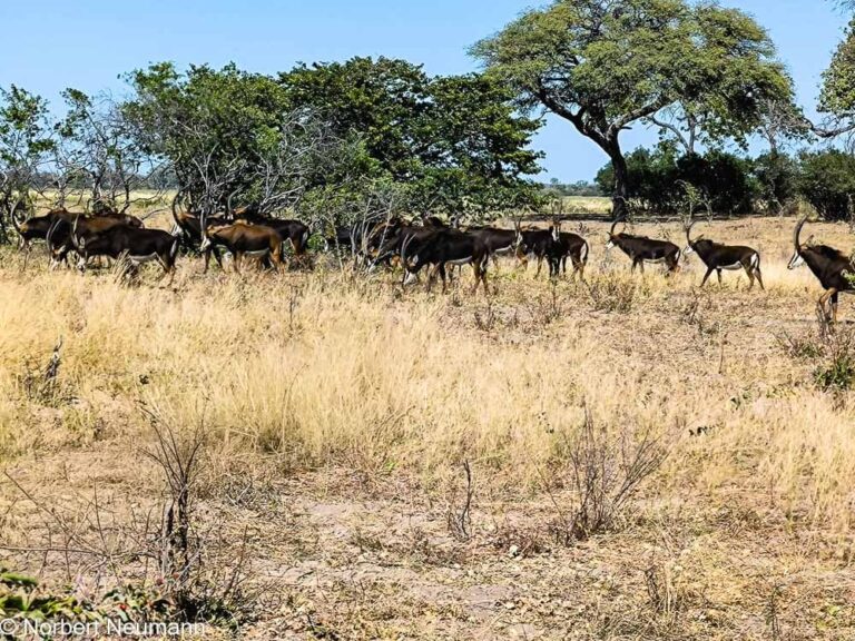Namibia, Bwata-Nationalpark
