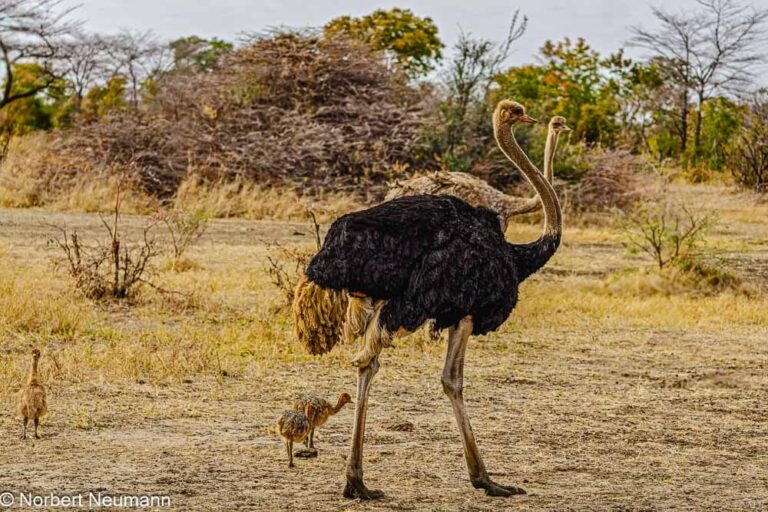 Namibia, Bwata-Nationalpark