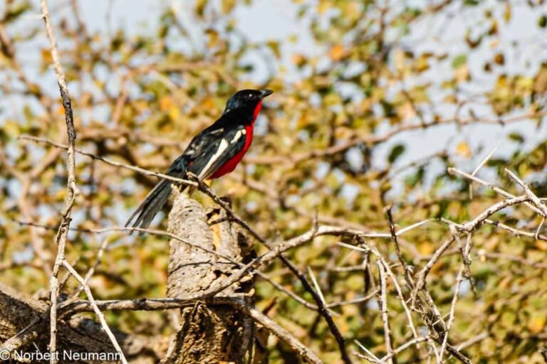 Namibia, Bwata Nationalpark