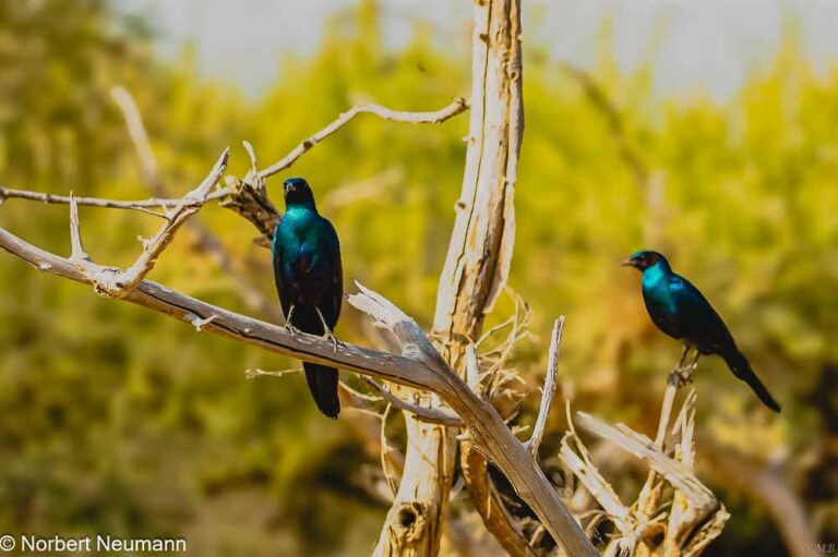 Namibia, Bwata Nationalpark