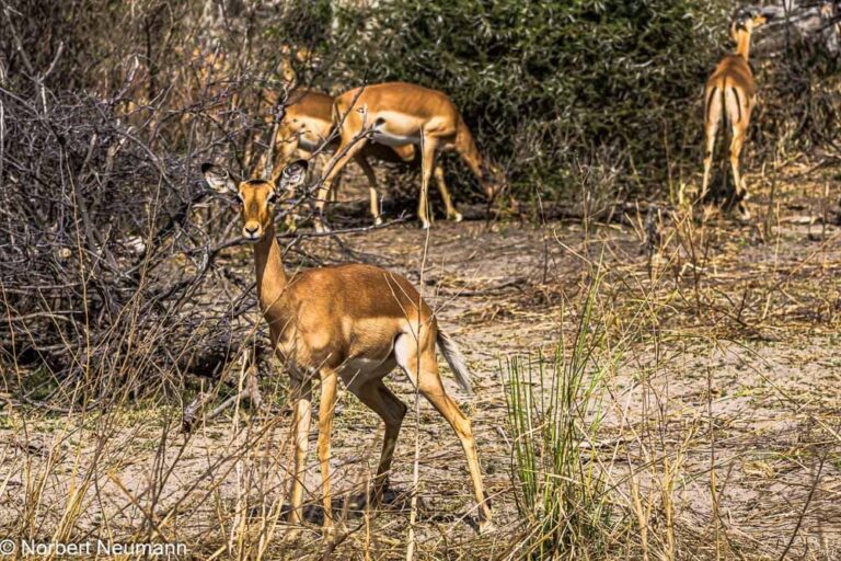 Namibia, Bwata Nationalpark