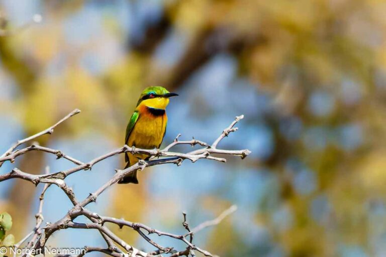 Namibia, Bwata Nationalpark
