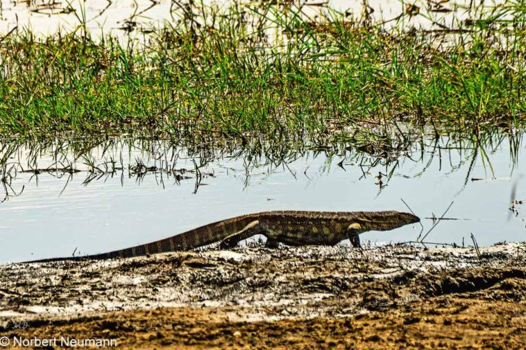 Namibia, Bwata Nationalpark