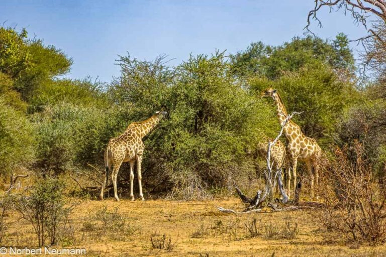 Namibia, Bwata Nationalpark