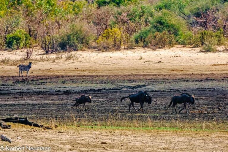 Namibia, Bwata Nationalpark