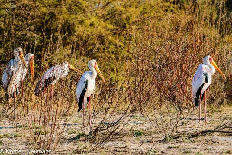 Namibia, Bwata Nationalpark