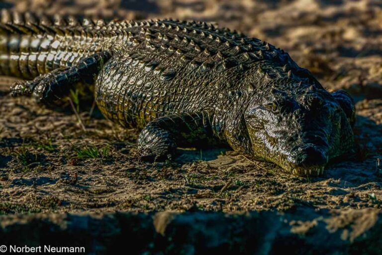 Namibia, Bwata Nationalpark