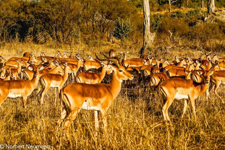 Namibia, Bwata-Nationalpark