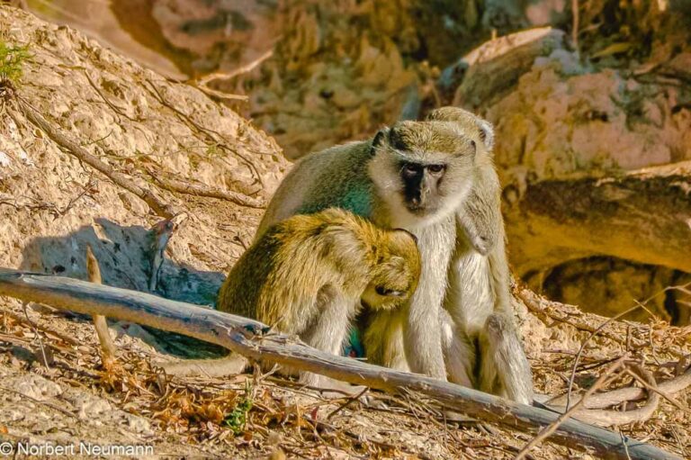Namibia, Bwata-Nationalpark