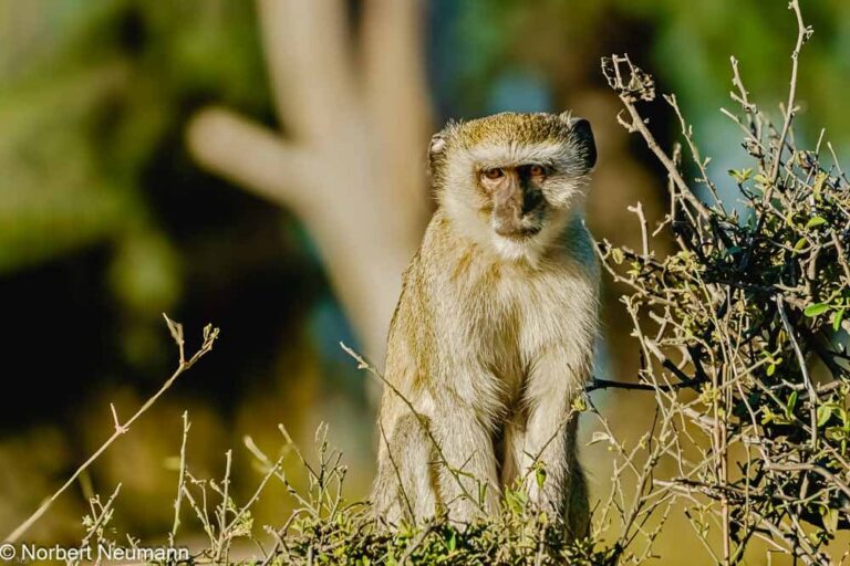 Namibia, Bwata-Nationalpark
