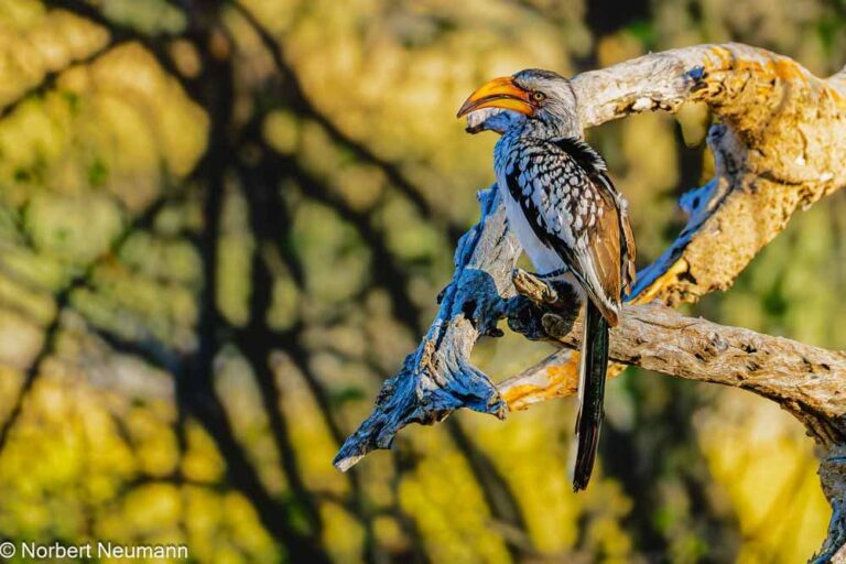 Namibia, Bwata-Nationalpark