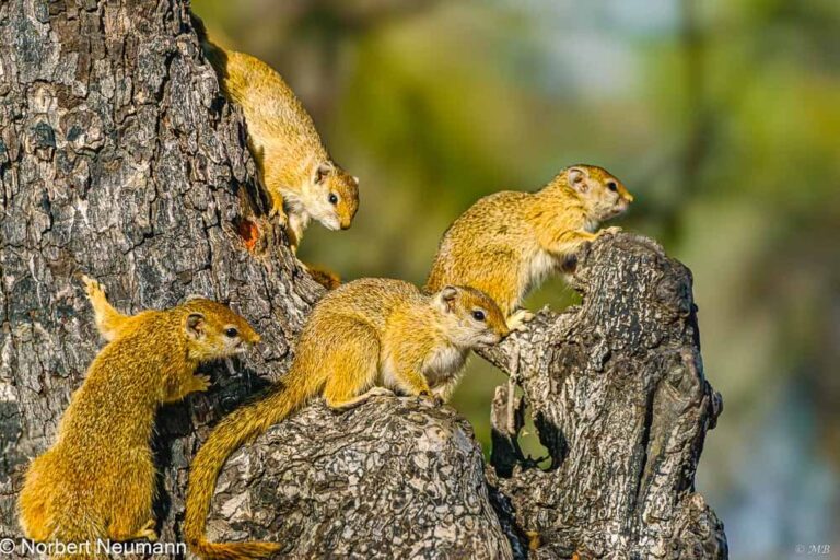 Namibia, Bwata-Nationalpark