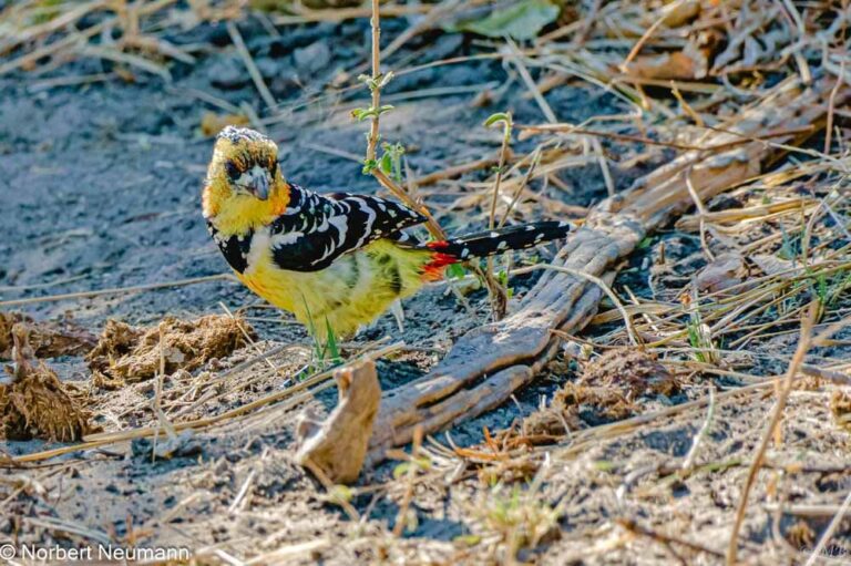 Namibia, Bwata-Nationalpark
