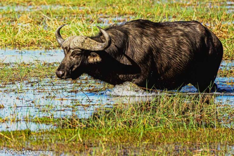 Namibia, Bwata-Nationalpark