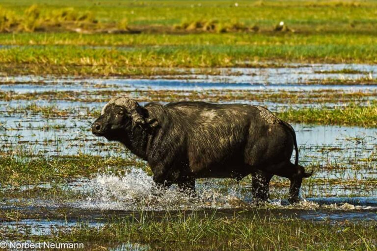 Namibia, Bwata-Nationalpark