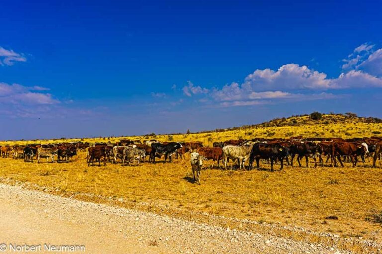 Namibia, Viehherde
