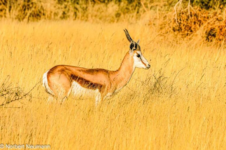 Namibia, Erongo-Gebirge