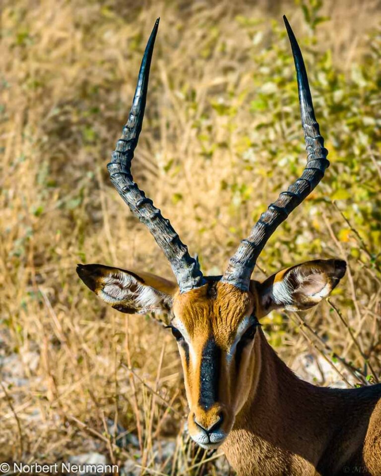Namibia, Etosha-Nationalpark